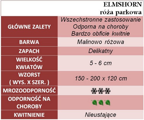Elmshorn róże parkowe gł. zal.
